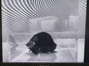 【官旗】?？禉C器人HIKROBOT工業(yè)面陣相機千兆以太網(wǎng)卷簾百萬(wàn)像素全局彩色CMOS產(chǎn)品缺陷檢測監控 【130萬(wàn)全局】U口黑白MV-CU013-A0UM 曬單實(shí)拍圖