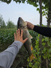 漢鼎一號6代魚(yú)竿超輕手竿5.4米臺釣竿鯽魚(yú)竿碳纖維手桿 綜合5.4米 曬單實(shí)拍圖