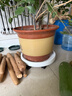綠盼 綠盼綠植盆栽可移動(dòng)花盆底座托盤(pán)帶萬(wàn)向滑輪圓形轱轆結實(shí)45# 曬單實(shí)拍圖