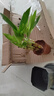 特價(jià)富貴荷花竹盆栽植物室內凈化空氣綠植辦公室桌面四季好養盆栽 荷花竹+節節高升盆+圓底座【1盆】 盆口直徑約8cm 曬單實(shí)拍圖