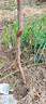 特大果無(wú)核龍蟠棗樹(shù)苗嫁接巨型棗樹(shù)果苗耐寒南北方種植當年結果 6年苗買(mǎi)一送一 81cm(含)-110cm(含) 曬單實(shí)拍圖