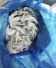 PHUKEY SEA生冷凍南美白對蝦 海鮮水產(chǎn) 凈重3斤 盒裝 （41-50只/KG） 曬單實(shí)拍圖