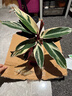 七彩竹芋觀(guān)葉花卉植物室內花盆栽北歐風(fēng)網(wǎng)紅好養水培植物油畫(huà)竹芋 七彩竹芋【20-30cm】1盆+螺紋盆+肥料 曬單實(shí)拍圖