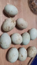 農(nóng)家散養(yǎng)鴨蛋新鮮生鴨蛋土鴨蛋綠殼青皮鴨蛋營養(yǎng)豐富 10枚 50g-60g 曬單實拍圖