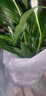 【熱銷(xiāo)款】白掌一帆風(fēng)順盆栽水培植物室內花綠植紅掌發(fā)財樹(shù)吸甲醛 【店主推薦】特級白掌6-8株帶花+早安盆+營(yíng)養液 曬單實(shí)拍圖