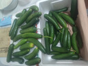 壽光水果黃瓜山東時(shí)令果蔬小青瓜蔬菜火鍋食材清脆爽口產(chǎn)地直發(fā) 水果黃瓜帶箱8斤【囤貨】 曬單實(shí)拍圖
