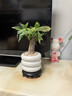 喜鵲說(shuō)發(fā)財樹(shù)盆栽室內客廳辦公室桌面綠植花卉植物四季常青好養活 單粗桿發(fā)財樹(shù)-PVC甜甜圈盆-密胺托盤(pán) 帶盆栽好 曬單實(shí)拍圖