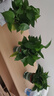 雙盟 綠蘿盆栽除甲醛花卉綠植辦公室新房?jì)艋諝?10款10盆裝源頭直發(fā) 曬單實(shí)拍圖