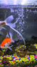 森森魚缸增氧泵水族箱氧氣泵LQE-50家用小型充氧泵3W單孔+全套配件 曬單實(shí)拍圖