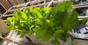 無(wú)土栽培水培生菜種植箱家庭智能蔬菜盆栽幼兒園學(xué)生觀(guān)察種菜作業(yè) 【4孔套裝】送種子+送營(yíng)養液 塑料 送番茄種子 曬單實(shí)拍圖
