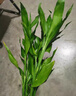 植男植女綠富貴竹水培竹子植物綠植室內(nèi)好養(yǎng)盆栽不帶根發(fā)財6/70cm源頭直發(fā) 曬單實拍圖