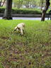 E7 生活小狗雨衣服四腳防水全包比熊小型犬寵物雨天遛狗防臟神器12-16斤 雨衣（包腳-包尾-可牽引）XL 曬單實(shí)拍圖