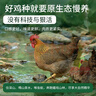 天農 純種清遠雞整雞肉 2斤 山林散養清遠土雞走地雞 冷凍 供港品質(zhì) 曬單實(shí)拍圖