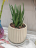 花翁盆栽室內凈化空氣花卉綠植物多肉 美人蘆薈（糖果瓷盆）源頭直發(fā) 曬單實(shí)拍圖