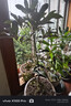 富貴籽盆栽老樁金玉滿(mǎn)堂黃金萬(wàn)兩植物室內客廳耐寒年宵花盆景綠植 【果期帶果】單發(fā)植物—富貴籽60-70厘米【2】盆 曬單實(shí)拍圖