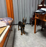 雙血統杜賓犬幼犬純種迷你美系德系羅威納護主護衛大型犬寵物狗狗 寵物級 血統級(預定)發(fā)貨前補尾款 曬單實(shí)拍圖