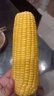 【云南高原玉米】現摘新鮮水果玉米新鮮甜玉米棒生鮮蔬菜可生吃 新鮮水果玉米 4斤 帶箱 300g起 曬單實(shí)拍圖