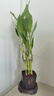 特價(jià)富貴荷花竹盆栽植物室內凈化空氣綠植辦公室桌面四季好養盆栽 荷花竹+節節高升盆+圓底座【1盆】 盆口直徑約8cm 曬單實(shí)拍圖