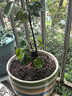 穆淳傲金錢(qián)兜福祿桐金錢(qián)樹(shù)盆栽客廳植物老樁四季常青采緹 錢(qián)多多30-40厘米單顆裝 曬單實(shí)拍圖