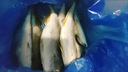 鮮京采俄羅斯深海狹鱈魚(yú)柳凈重2斤 （10-12片）生鮮魚(yú)類(lèi) 曬單實(shí)拍圖