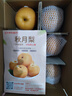 京鮮生山東煙臺萊陽(yáng)秋月梨凈重4斤單果250g+ 新鮮水果 源頭直發(fā)包郵 曬單實(shí)拍圖