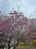 安踏運(yùn)動(dòng)褲男士衛(wèi)褲秋季針織戶(hù)外跑步長(zhǎng)褲子收口束腳親膚休閑褲男 曬單實(shí)拍圖