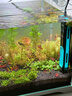 森森 超白玻璃小魚(yú)缸HWK-600P裸缸款水草缸金魚(yú)缸小型水族箱水草缸  曬單實(shí)拍圖
