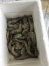 鮮享純【青島蝦】超大蝦新鮮大蝦冷凍鮮活青島大蝦批發(fā)整箱基圍蝦青蝦 15-17厘米鮮蝦速凍 3斤(凈重) 曬單實(shí)拍圖