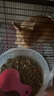 布卡星R3高纖營(yíng)養兔糧 成兔幼兔垂耳兔全階兔糧食2.5kg 曬單實(shí)拍圖