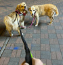 寶路狗糧成犬大型犬狗糧牛肉味15kg均衡營(yíng)養全價(jià)糧30斤【寵物金選】 曬單實(shí)拍圖