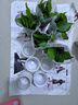【綠蘿盆栽帶精致南瓜儲水盆】吸甲醛凈化空氣水培綠植物花卉好養 【熱銷(xiāo)5盆】綠蘿+白色南瓜盆自吸水 整體含盆高度20-25cm 曬單實(shí)拍圖