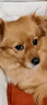 皇家狗糧 成犬狗糧 犬糧 通用犬型 CC 通用糧 ≥12月 3KG 曬單實(shí)拍圖