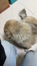 比樂(lè )守護者 牛肉牛骨成幼犬通用狗糧15kg小型中大型犬泰迪金毛 曬單實(shí)拍圖