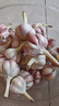 京東紫白皮新鮮濕蒜大蒜現挖蔬菜調料燒烤食材火鍋食材 新鮮濕蒜3斤裝 1500g 果徑【4-5cm] 曬單實(shí)拍圖