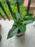 金鉆綠公主盆栽帶花苞黃金葛蘿水培植物辦公室內花卉綠植四季好養 金鉆綠公主1盆 曬單實(shí)拍圖