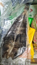 日式開(kāi)片魚(yú) 六線(xiàn)魚(yú)一夜干 約300g/包 開(kāi)邊魚(yú)燒烤鐵板燒海鮮料理 日式開(kāi)片魚(yú)約300克*10包 曬單實(shí)拍圖