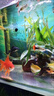 精品小金魚(yú)活魚(yú)冷水魚(yú)小金魚(yú)活魚(yú)淡水錦鯉觀(guān)賞魚(yú)好養耐活魚(yú)不加溫 5-7CM紅國師3條+鴻運當頭3條 曬單實(shí)拍圖