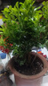 香水米蘭花盆栽帶花苞老樁樹(shù)苗花卉綠植室內陽(yáng)臺好養耐熱驅蚊植物 香水米蘭50厘米（原盆）帶花 含盆 曬單實(shí)拍圖