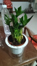 綠有意步步高觀(guān)音竹富貴荷花竹水養土培盆栽室內桌擺植物吸甲醛水培植物 荷花竹5支【早安盆】 含盆 曬單實(shí)拍圖