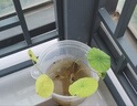 碗蓮種七彩五顏六色水培花卉水養四季蓮花荷花種蓮藕綠植水培蓮子 開(kāi)口/混色 12粒+生根粉 曬單實(shí)拍圖