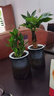 綠有意步步高觀(guān)音竹富貴荷花竹水養土培盆栽室內桌擺植物吸甲醛水培植物 富貴竹+發(fā)財樹(shù)（灰繁星吸水盆） 含盆 曬單實(shí)拍圖