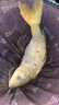 朝宇（ZHAOYU）鋁鎂雙炮臺支架釣箱釣椅釣臺釣魚(yú)架桿桿架魚(yú)桿支架雙竿雙頭漁具 精品款【防掉螺絲】槍藍色 曬單實(shí)拍圖
