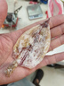 萬(wàn)景 北海淡干手撕魷魚(yú)干 凈重250g/袋(30-35只) 海鮮干貨 源頭直發(fā)  曬單實(shí)拍圖