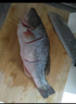 鮮活沖浪河鱸魚(yú)400-500g/條 曬單實(shí)拍圖