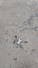 大疆（DJI）Mini 3 入門(mén)優(yōu)選航拍無(wú)人機 迷你續航飛行器 適配高清帶屏遙控器 智能高清拍攝 DJI Mini 3 標準【贈原裝保護罩】 官方標配（不含隨心換） 曬單實(shí)拍圖