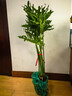 龍鱗春羽老樁盆栽大型綠植辦公室內客廳落地式大號春雨植物除甲醛 龍鱗春羽1-1.3m原盆（需自備盆） 曬單實(shí)拍圖