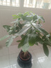 植男植女發(fā)財樹(shù)大型盆栽客廳室內真綠植辦公室開(kāi)業(yè)送禮獨桿招財樹(shù)源頭直發(fā) 曬單實(shí)拍圖