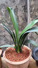 大盆君子蘭盆栽名貴國寶級花卉苗綠植物圓頭和尚室內客廳四季好養 大苗當年開(kāi)花】12-14片葉子+帶土 送肥料 曬單實(shí)拍圖