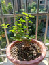 茉莉花苗盆栽帶花苞九里香老樁花卉植物室內濃香四季開(kāi)花好養 大份茉莉花【4-6顆】花苞飽滿(mǎn) 曬單實(shí)拍圖