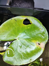 水培一葉蓮浮萍迷你水草凈化水質(zhì)魚(yú)缸造景睡蓮花水生水養花卉植物 一葉蓮 【1片裝】尺寸8-11厘米 曬單實(shí)拍圖